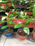 Planta ora pro nobis