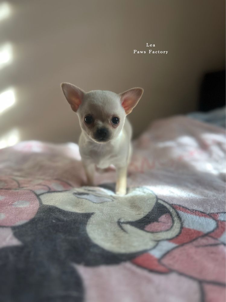Chihuahua krótkowłosa