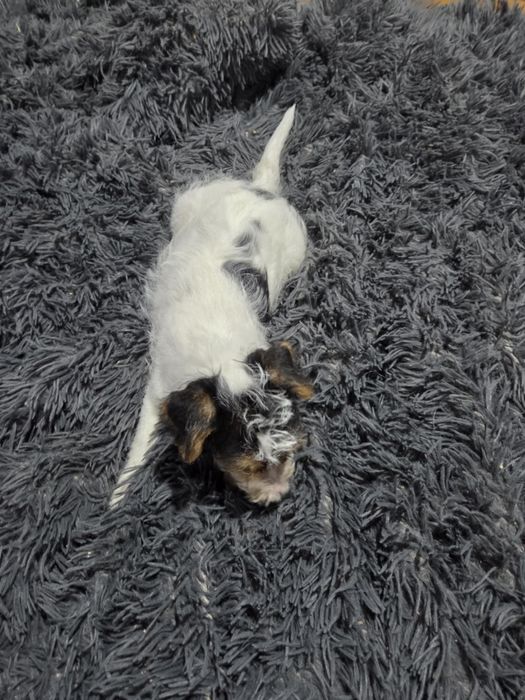 Foksterier ostatnia dziewczynka