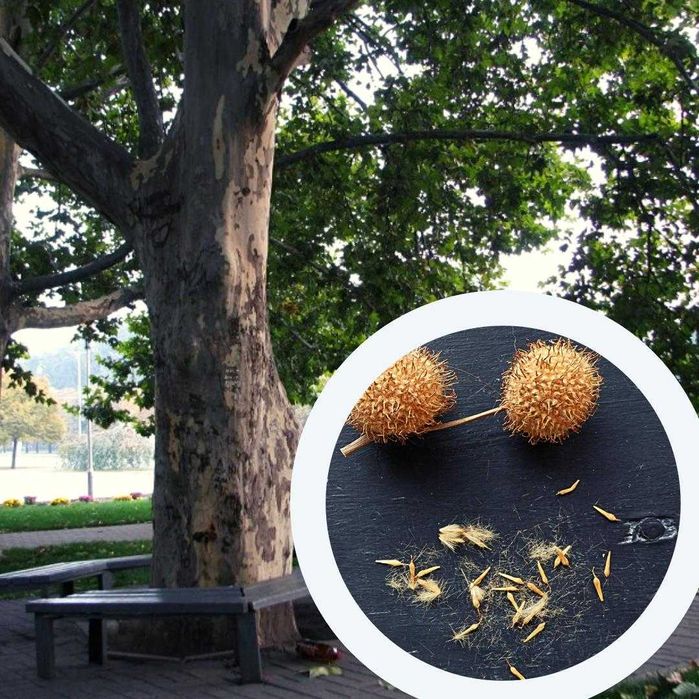 Насіння дерева Платан