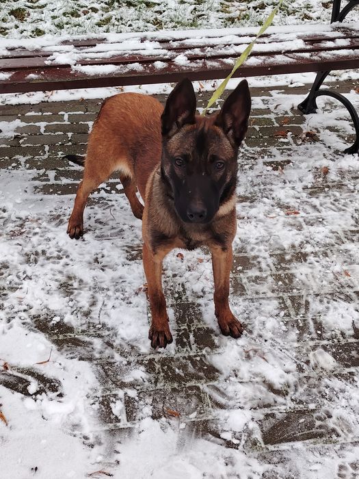 Owczarek Belgijski oddam max 50km