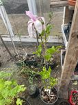 Magnolia - sadzonka magnolii wysokosc okolo 1 m, mrozoodporna