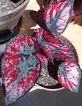 Begonia Rex Red Kiss