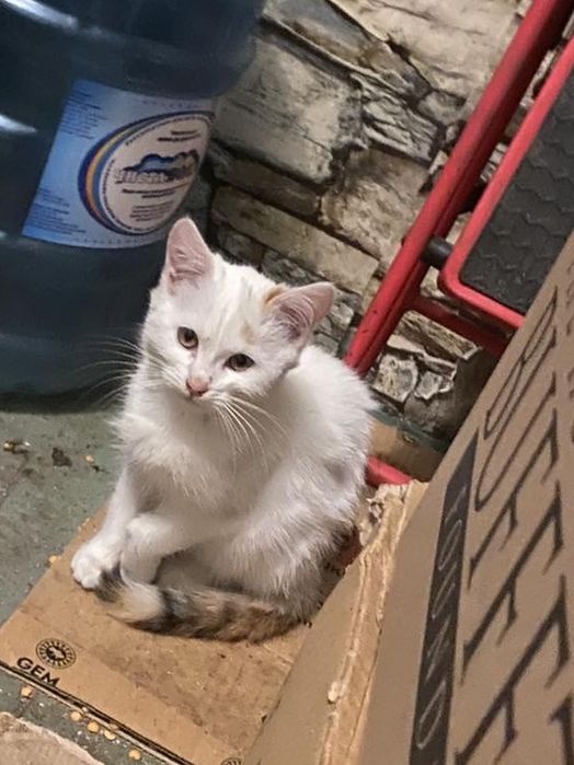 Котенок бесплатно