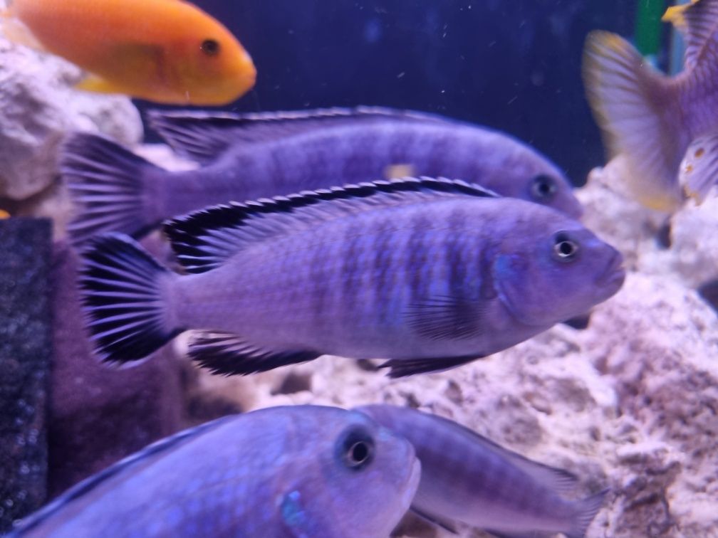 Pyszczak niebieski pseudotropheus socolofi malawi
