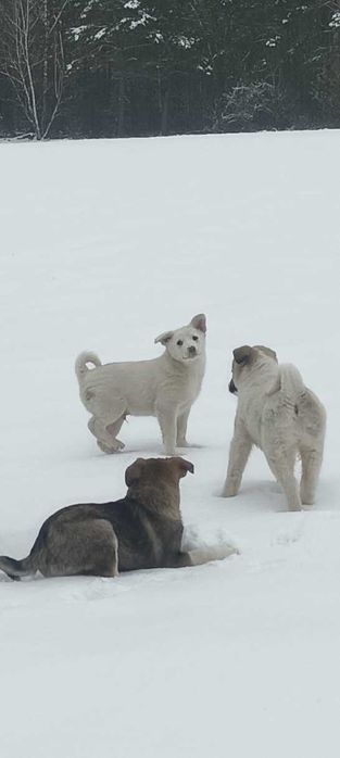 Szczeniaki łajka mix