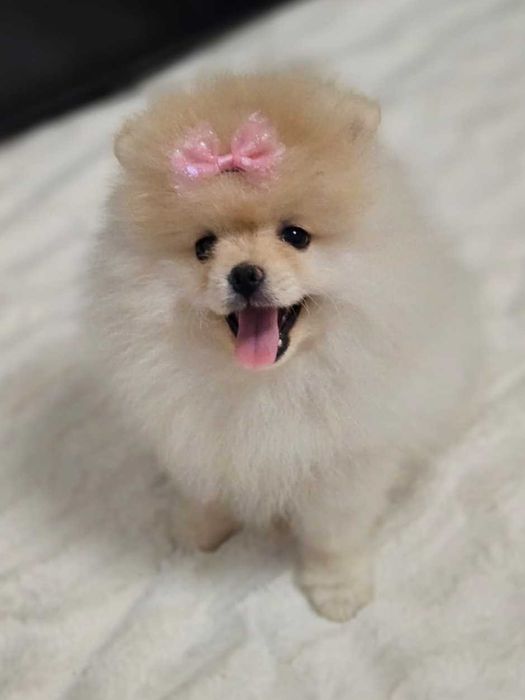 Piękna suczka  Pomeranian szpic miniaturowy kolor cream FCI