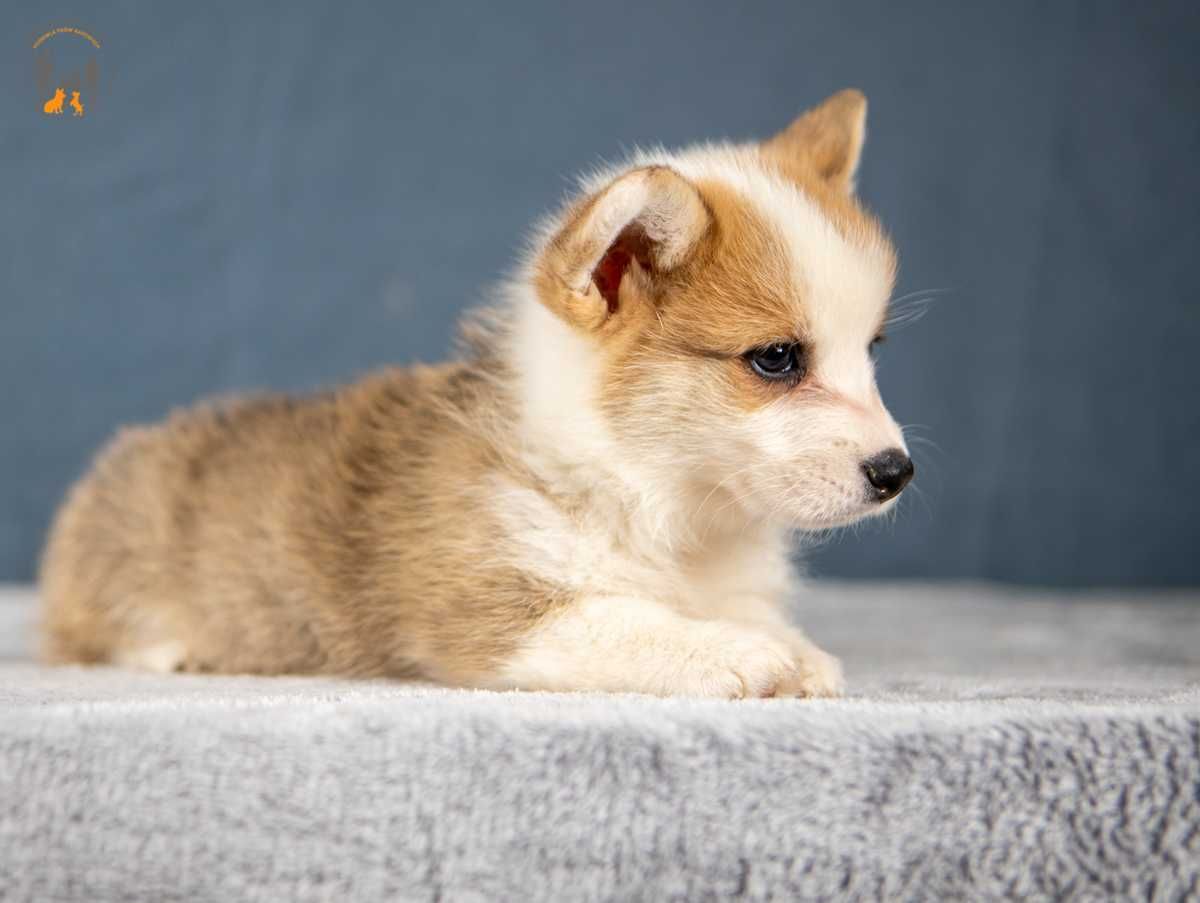 Welsh Corgi Pembroke ZKwP FCI piesek rezerwacja