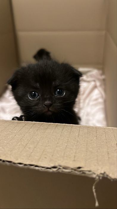 дві киці і один хлопчик, мама шотланка , тато змішаний британець