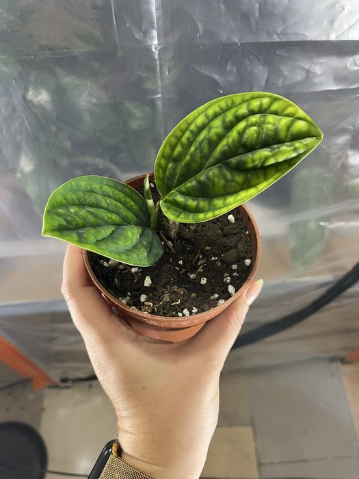 Monstera sp peru variegata
