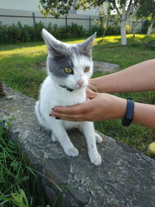 Віддам гарну кішечку