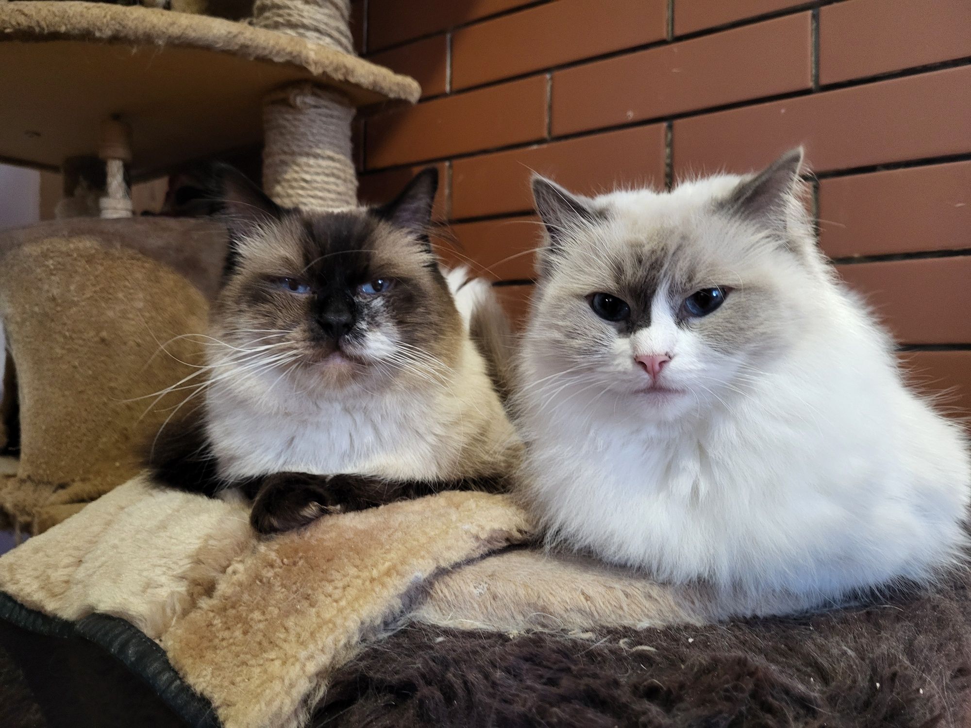 Ragdoll kocurek Nikolas