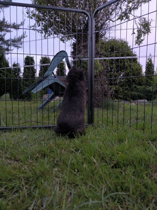 Królik mini lop samiec