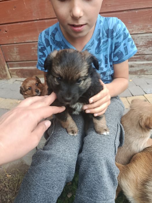 Oddam pieski w dobre ręce ta są dwie suczki będą małe