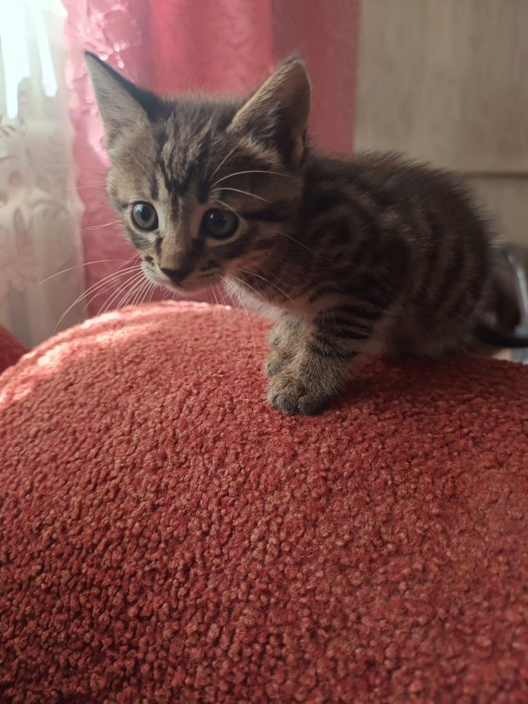 Віддам кошеня в добрі руки, безкоштовно.