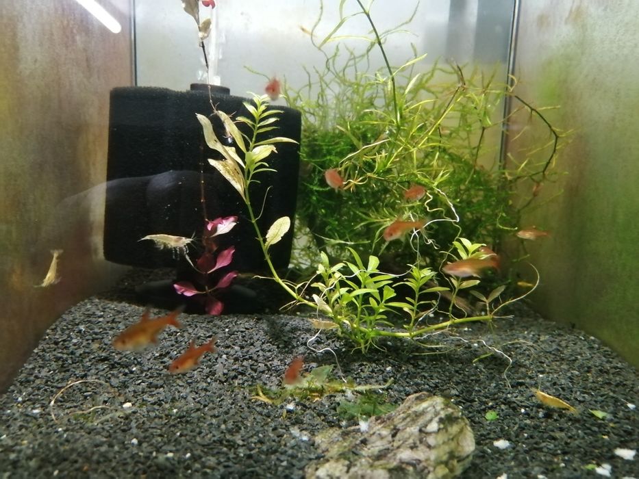 Bystrzyk  amandy (poziomkowy)