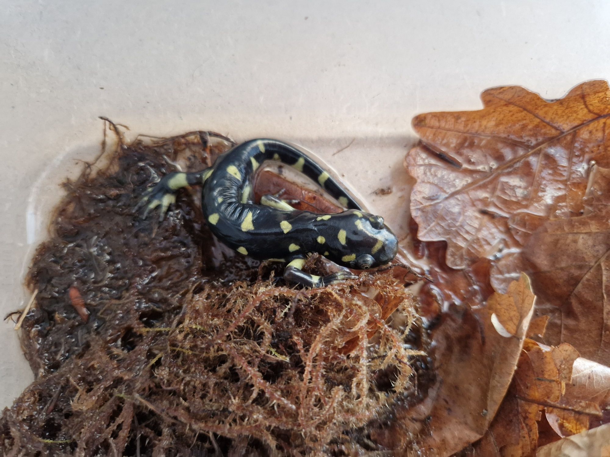 Salamandra tygrysia