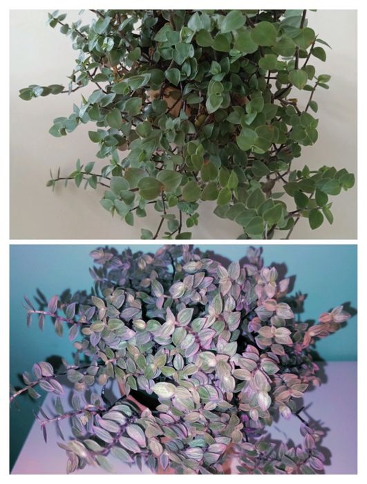 Trzykrotki duży zestaw 20 odmian kolorowe kwiaty doniczkowe