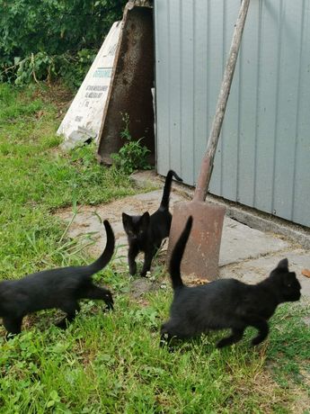 Kotki do oddania 4 czarne