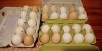 jajka jaja wiejskie ekologiczne z wolnego wybiegu
