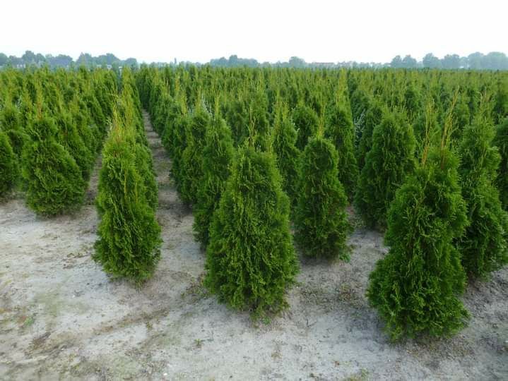 Tuja Szmaragd Thuja