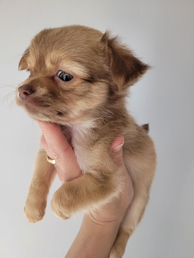 Chihuahua dziewczynka Gama