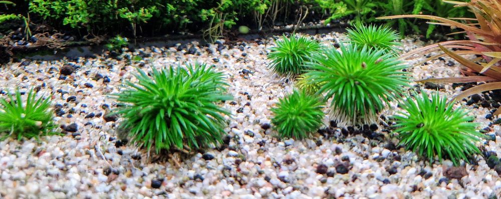 Eriocaulon Ratnagiricum sadzonka