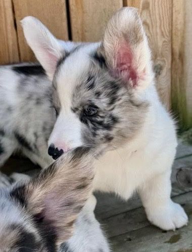 Welsh Corgi Cardugan