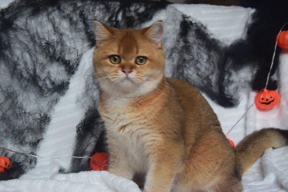 Menino Golden British Shorthair