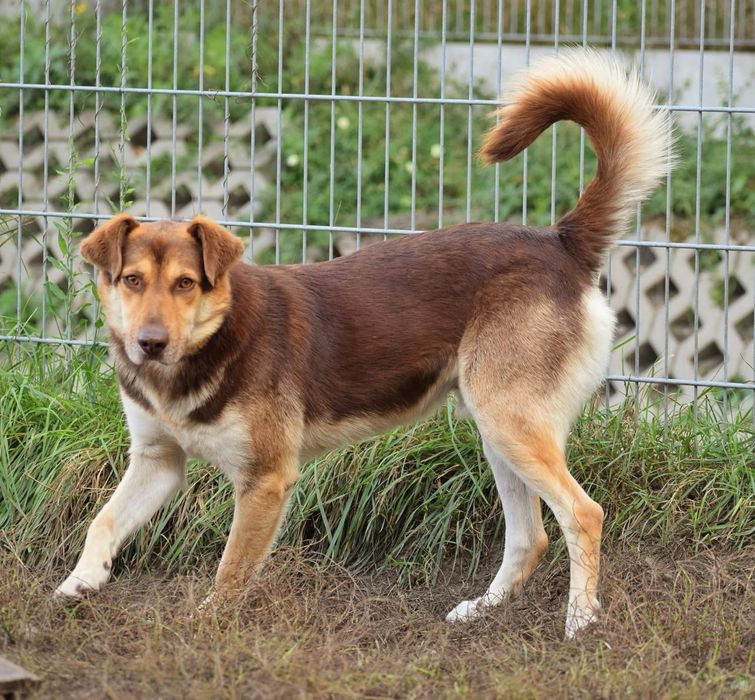 Karat - piękny samiec pilnie wypatruje domu!