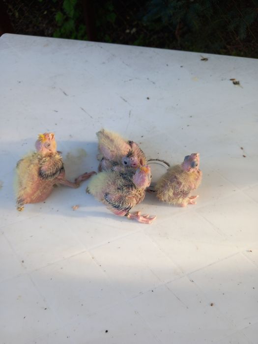 Sprzedam papugi nimfy