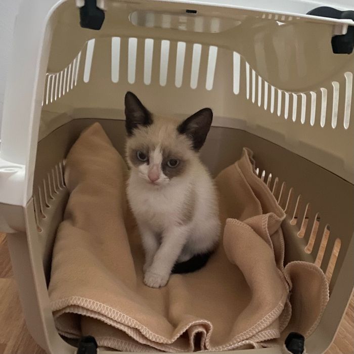 Gata bebe para adoção