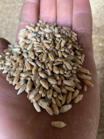 Продам тритікали пшеничні