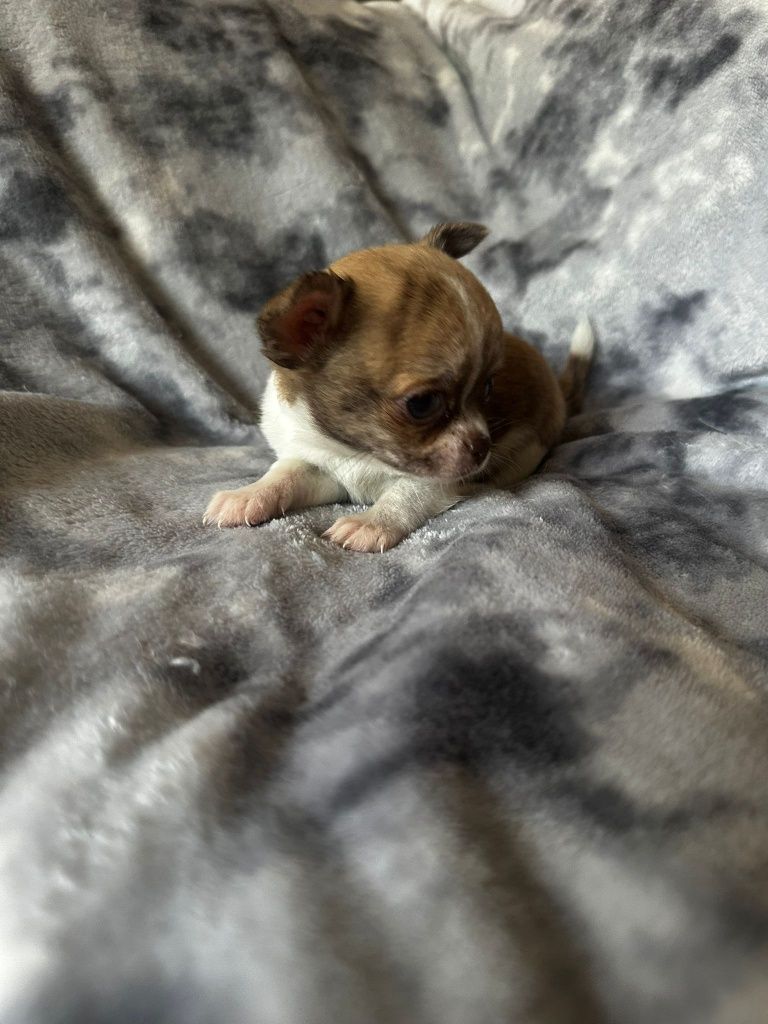 Chocolate Menino super mini. 2 meses  485 gramas.perfeito! Cabeça de m