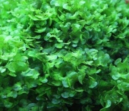 Monosolenium tenerum Pelia średnia porcja wysyłka