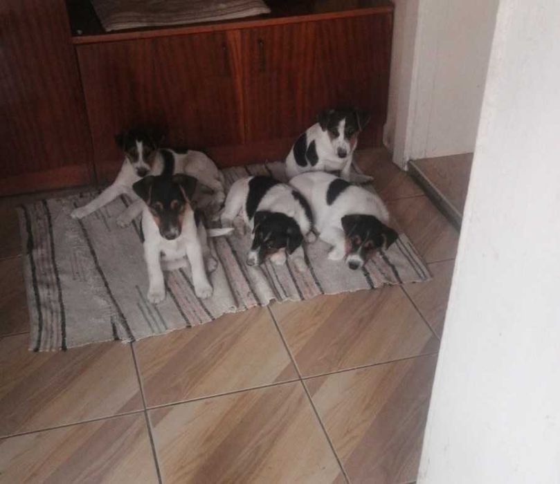 Цуценята фокстерьера