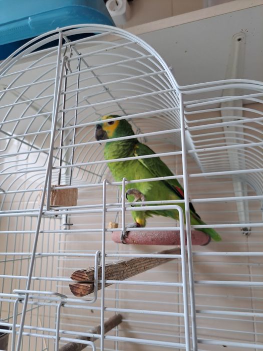 Aves papagaio astiva macho com decomentos