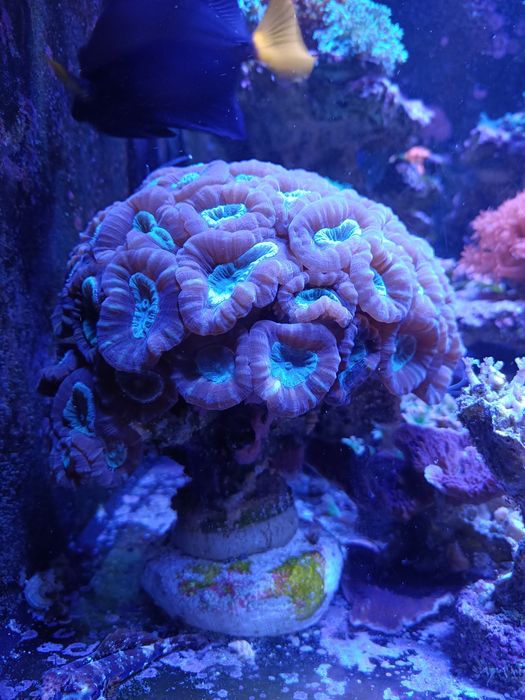 Sprzedam Caulastrea Candy