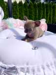 Chihuahua liliowa mini sunia