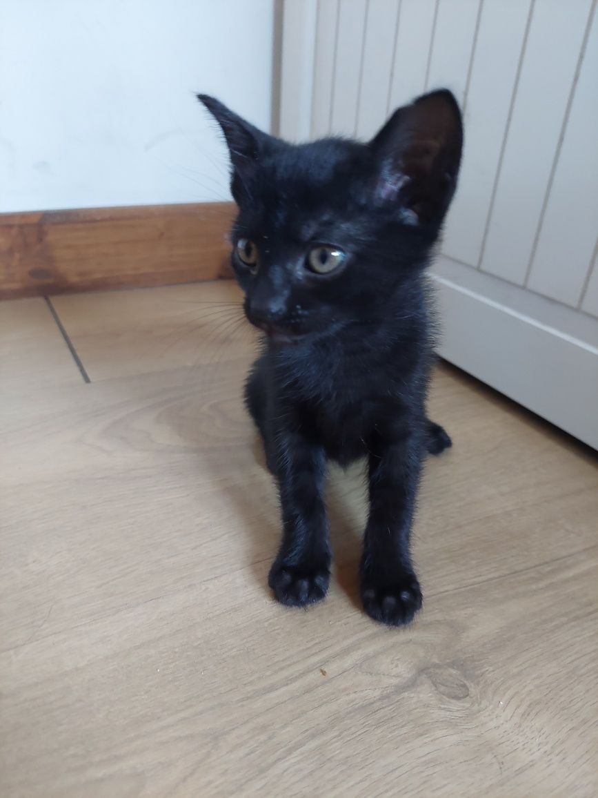 3 gatos pretos pra adoção todos femeas