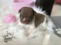 Chihuahua cudny chlopczyk