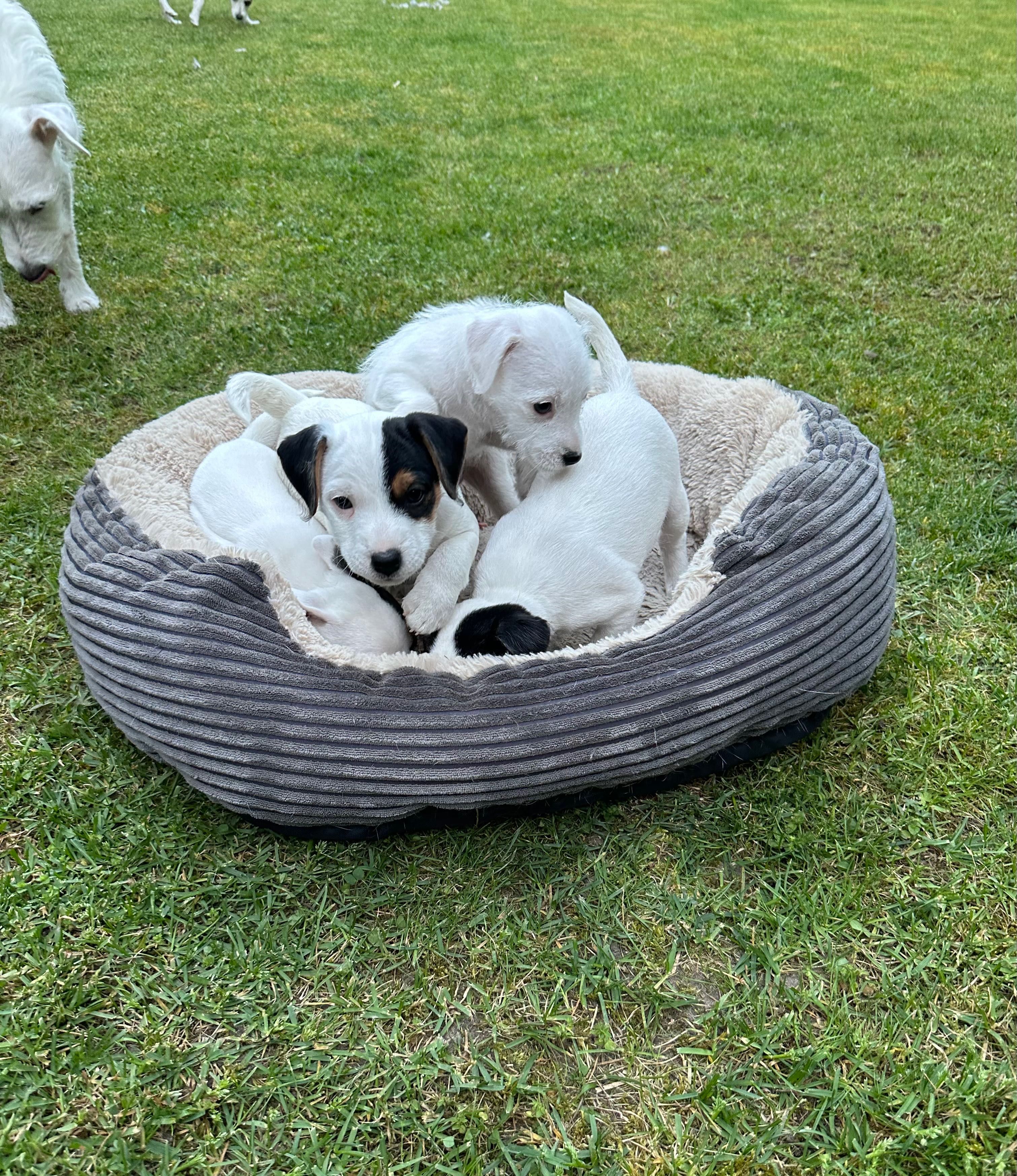 Parson Russell Terrier - Szczeniak