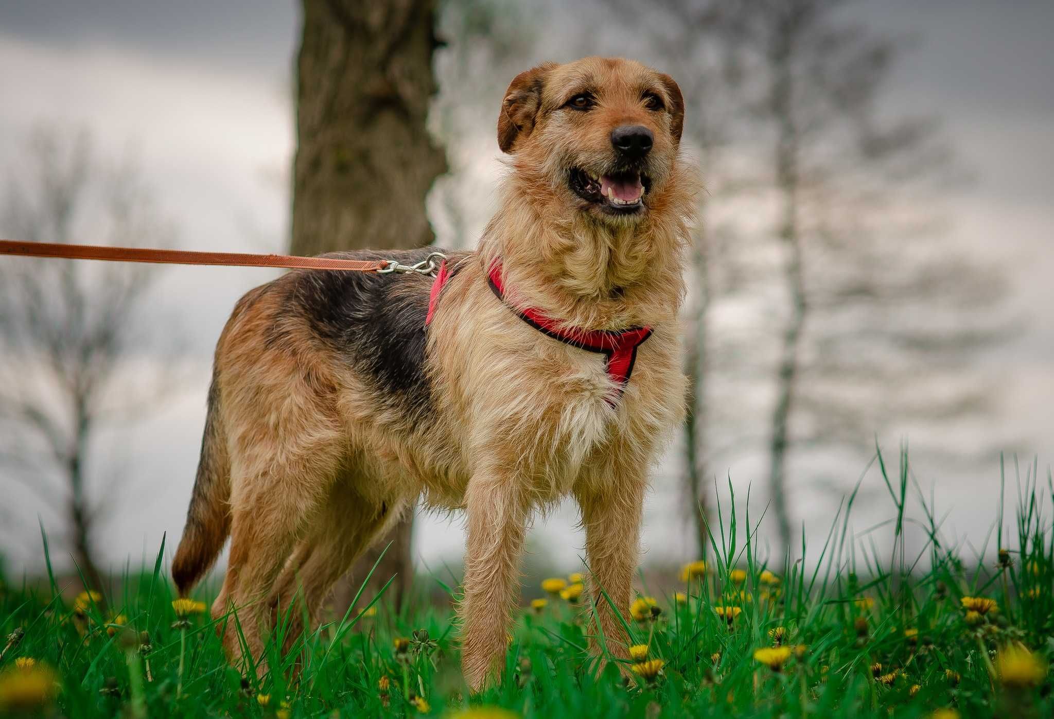 Kaktusik - miłość na futrzanych łapach ADOPCJA