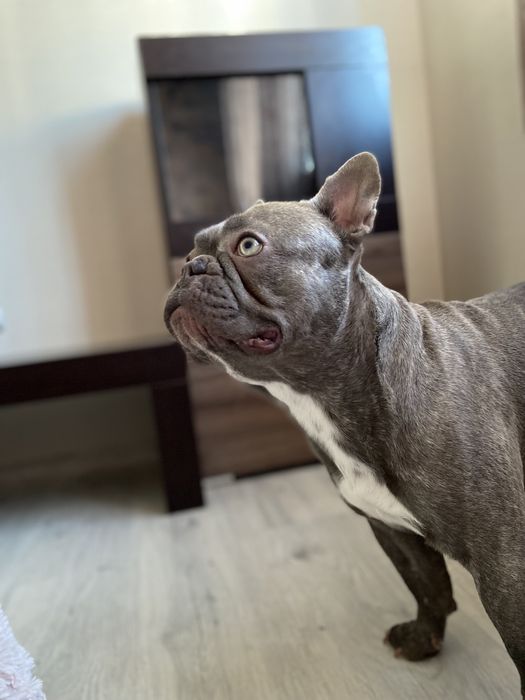 Французский бульдог