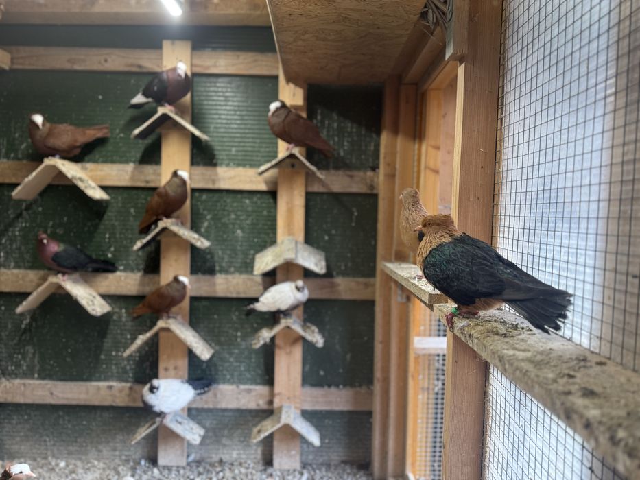 Gołębie ozdobne łyski brązowe