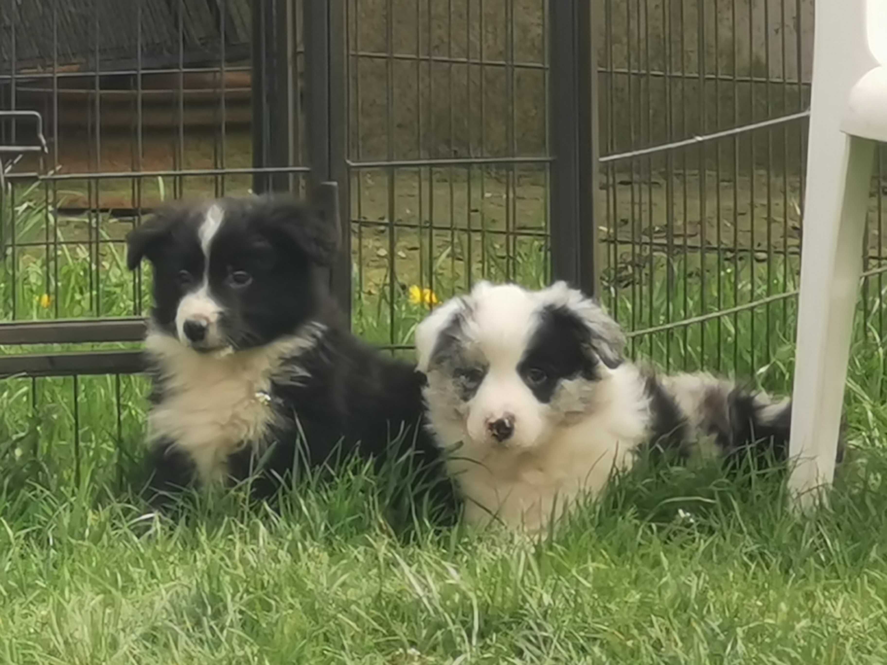 Border Collie piesek szczeniak