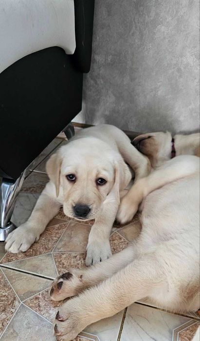 Продам породистых  щенков Лабрадора 3 месяца готовы к переезду