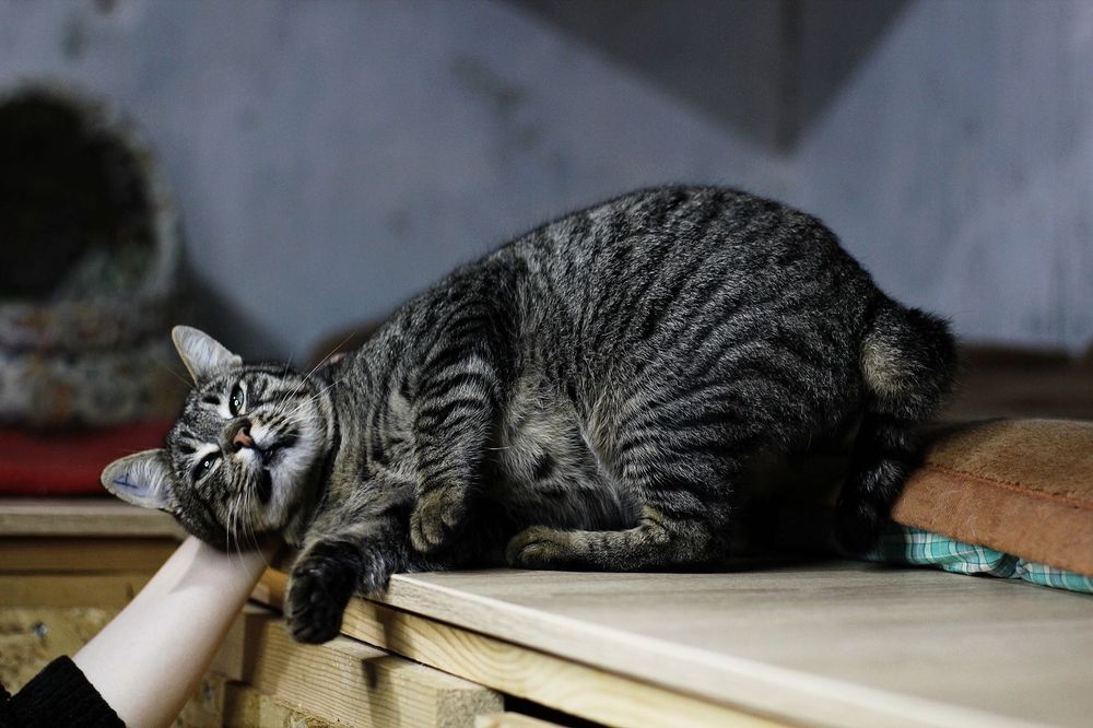 Винтик с особенным хвостиком из приюта бесплатно