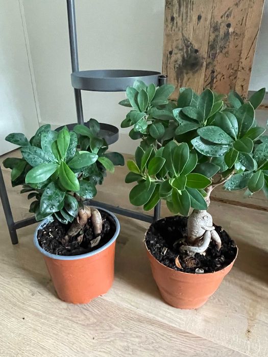 Coleção de Plantas de Interior – Todas por 200€ (Braga)