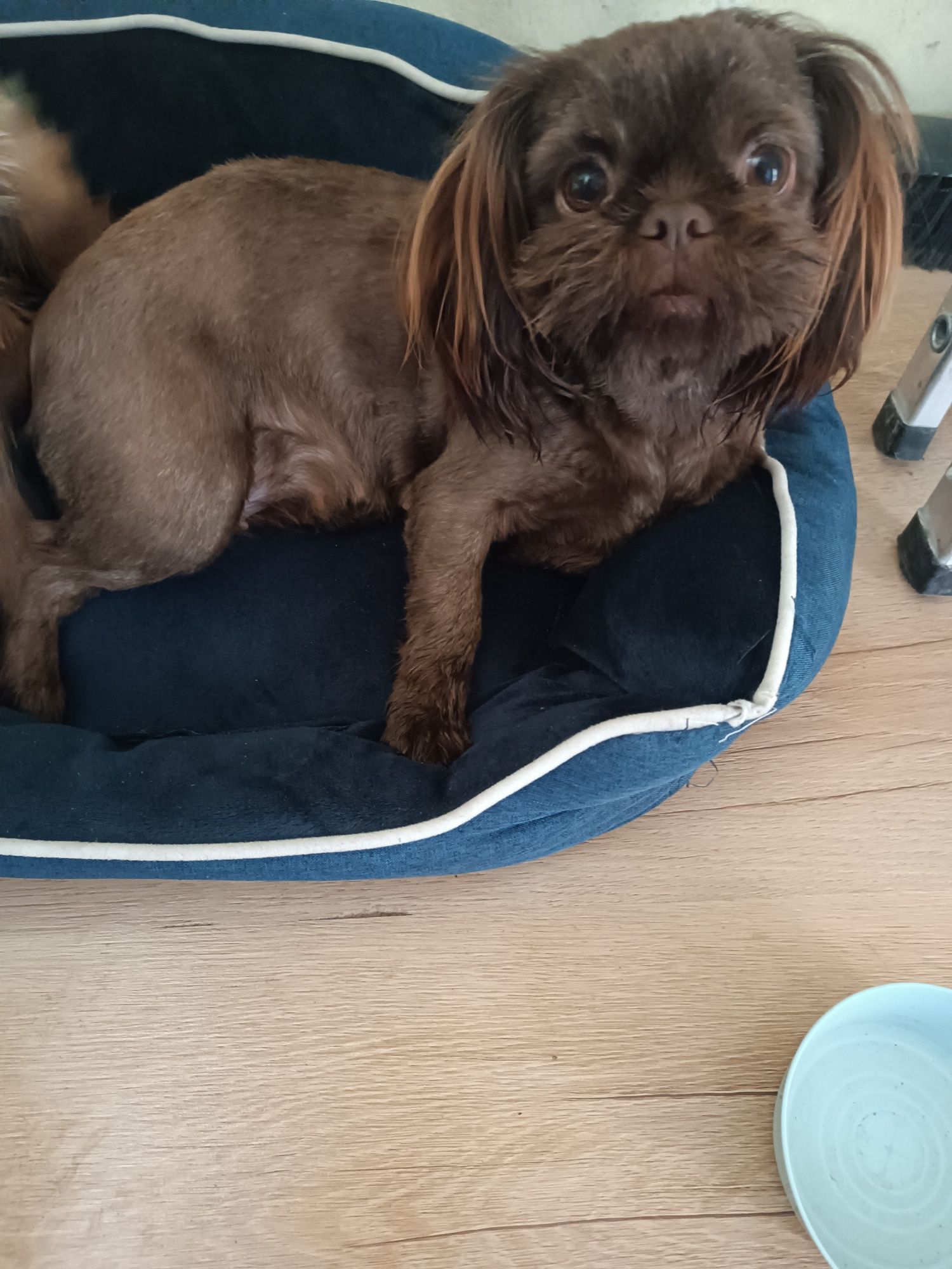 Dorosła czekoladowa sunia shih tzu. Rodowód!